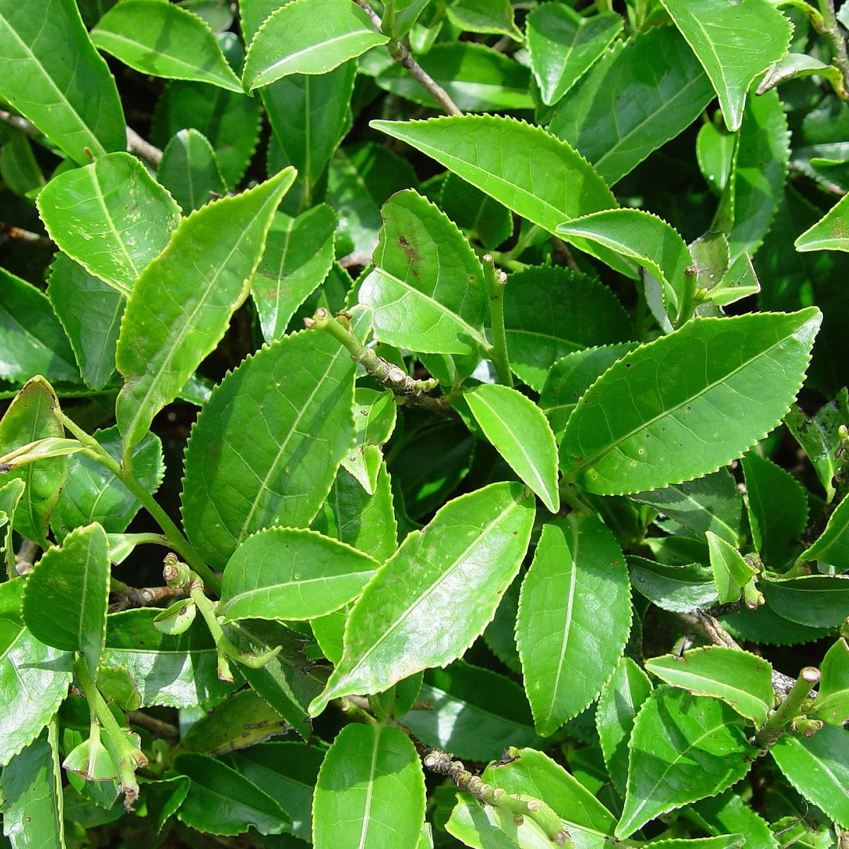 Black Tea Tree - Melaleuca bracteata - semena čajovníku - 20 ks