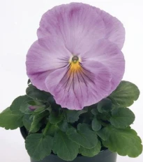 Violka levandulová Inspire F1 - Viola x wittrockiana - semena violky - 20 ks