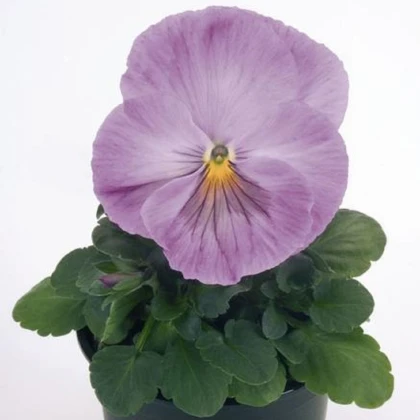 Violka levandulová Inspire F1 - Viola x wittrockiana - semena violky - 20 ks
