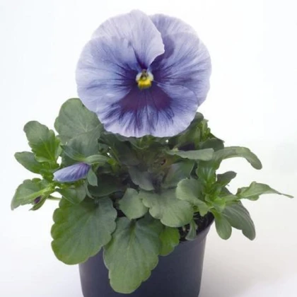 Violka stříbřitě modrá s okem Inspire F1 - Viola x wittrockiana - semena violky - 20 ks