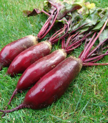 Řepa Renova salátová - Beta vulgaris L. var. conditiva - semena - 70 ks