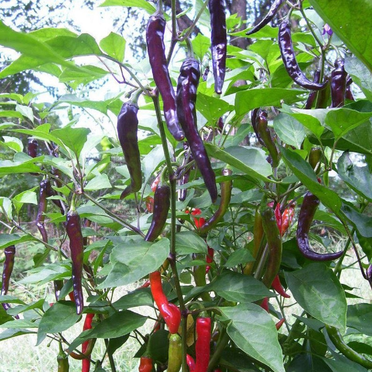 Chilli Kajenský pepř Purple - Capsicum annuum - semena chilli - 8 ks