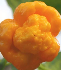 Chilli žluté 7 Pot Brain Strain - Capsicum chinense - semena chilli - 6 ks