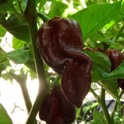 Chilli Devils Tongue Chocolate – Capsicum chinense – semena