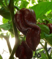 Chilli Devils Tongue Chocolate – Capsicum chinense – semena