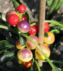 Semena chilli papriček – chilli Nosegay – Capsicum annuum