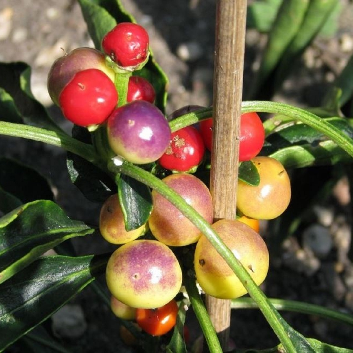 Semena chilli papriček – chilli Nosegay – Capsicum annuum