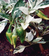 Chilli Fish - Capsicum annuum - semena - 5 ks