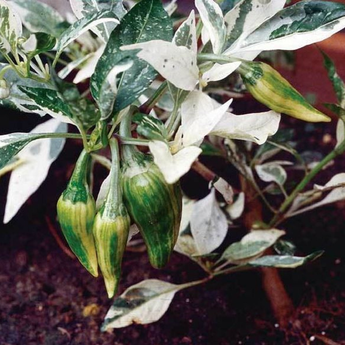 Chilli Fish - Capsicum annuum - semena - 5 ks