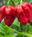 Chilli červené Habanero - Capsicum chinense - semena chilli - 6 ks