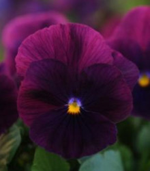 Maceška převislá Cool Wave Purple F1 - Viola x wittrockiana - semena macešky - 10 ks
