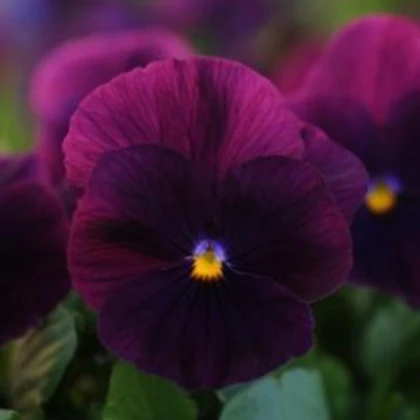 Maceška převislá Cool Wave Purple F1 - Viola x wittrockiana - semena macešky - 10 ks