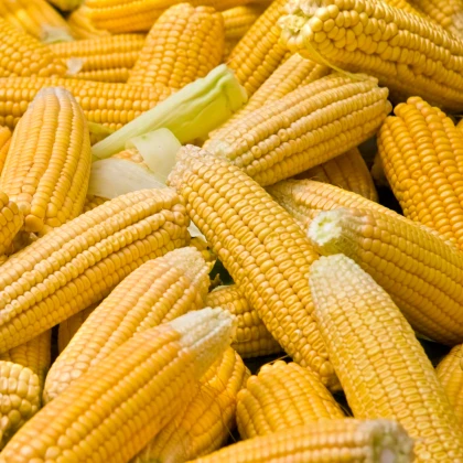 Kukuřice cukrová Elan F1 - Zea mays - semena kukuřice - 50 ks