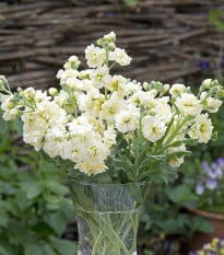 Fiala letní Anytime Yellow - Matthiola incana - semena fialy - 60 ks