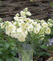 Fiala letní Anytime Yellow - Matthiola incana - semena fialy - 60 ks