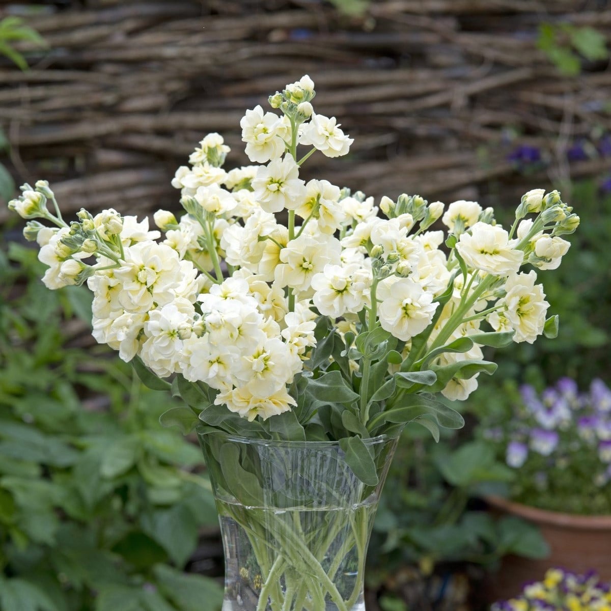 Fiala letní Anytime Yellow - Matthiola incana - semena fialy - 60 ks