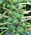 Kapusta růžičková Casiopea - Brassica oleracea - semena kapusty - 400 ks