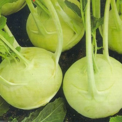 Kedluben extra jemný - rostlina Brassica oleracea - prodej semen kedlubny - 50 ks