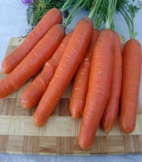 Mrkev Aneta F1 - Daucus carota - semena mrkve - 900 ks