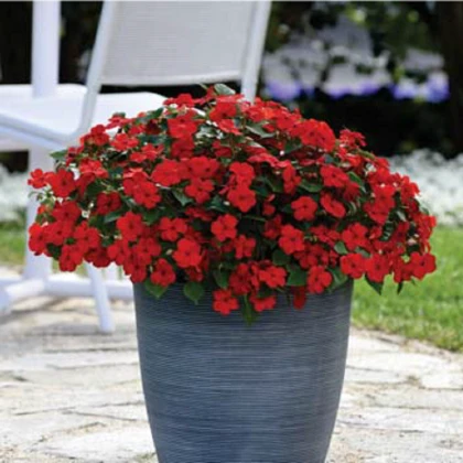 Netýkavka Beacon Bright Red F1 - Impatiens walleriana - semena netýkavky - 15 ks