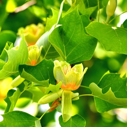 Liliovník tulipánokvětý - Liriodendron tulipifera - semena liliovníku - 10 ks