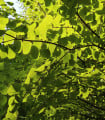 Zmarličník japonský - Cercidiphyllum japonicum - semena zmarličníku - 8 ks