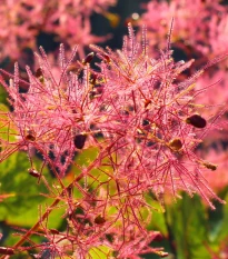 Ruj vlasatá - Cotinus coggygria - semena ruje - 7 ks