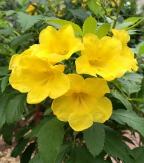 Protiha stans - Tecoma stans - semena protihy - 10 ks