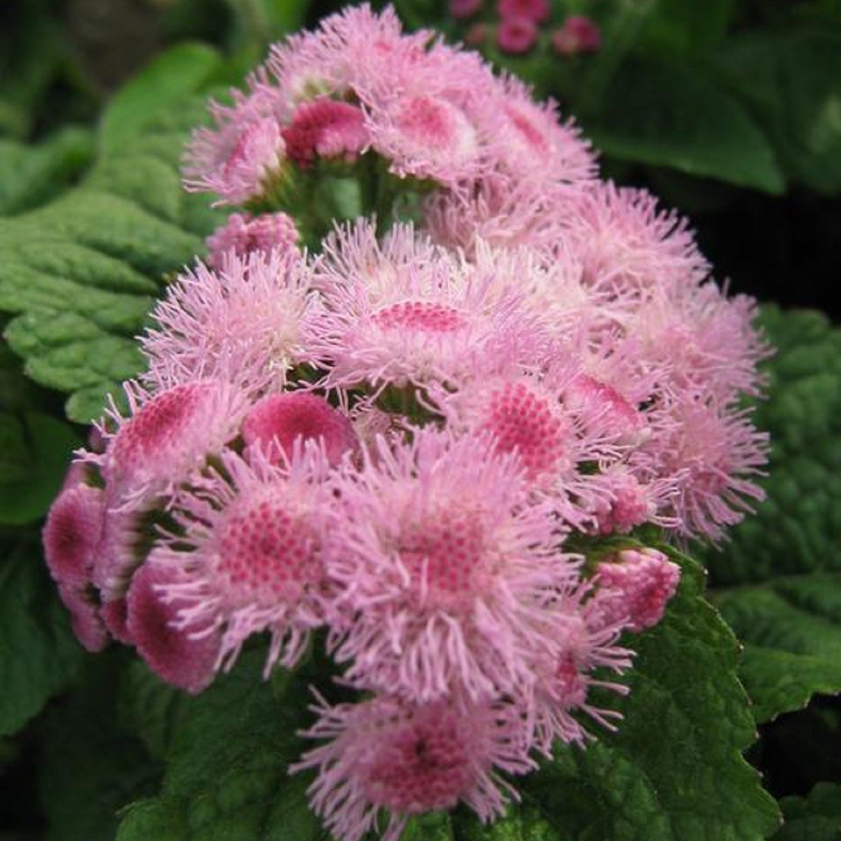 Nestařec americký Pink - Ageratum houstonianum - semena nestařce - 30 ks