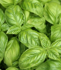 Bazalka pravá - Ocimum basilicum - semena bazalky - 200 ks