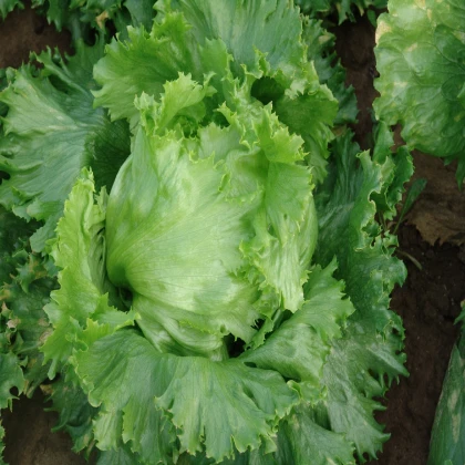 Salát hlávkový letní Traper - Lactuca sativa L. - semena salátu - 250 ks