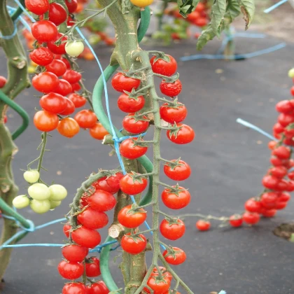 Rajče rybízové Curranto F1 - Solanum lycopersicum - semena rajčete - 10 ks