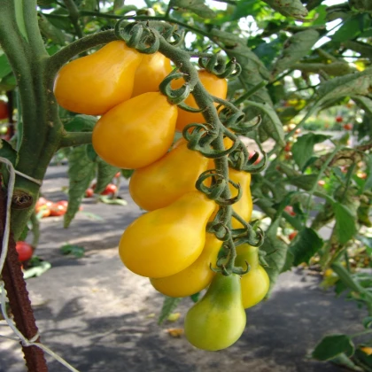 Rajče Perun - Solanum lycopersicum - semena rajčete - 100 ks