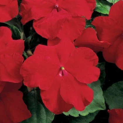Netýkavka červená Accent F1 - Impatiens walleriana - semena netýkavky - 20 ks
