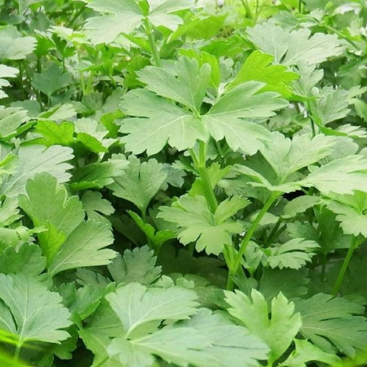 Petržel Gigante di Napoli hladkolistá - Petroselinum crispum - semena petržele - 0,5 g