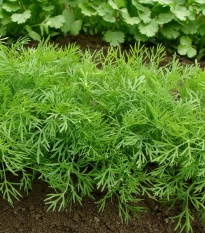 Kopr vonný Compact - Anethum graveolens - semena kopru - 500 ks