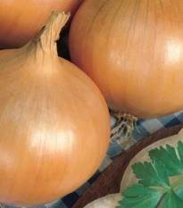 Cibule ozimá Augusta - Allium cepa - semena cibule - 250 ks