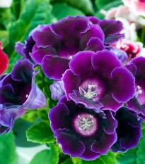 Gloxiníe Hollywood - Sinningia - hlízy gloxínie - 1 ks