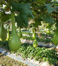 Indická okurka Lagenárie Dipper - Cucurbita Lagenaria - semena - 6 ks