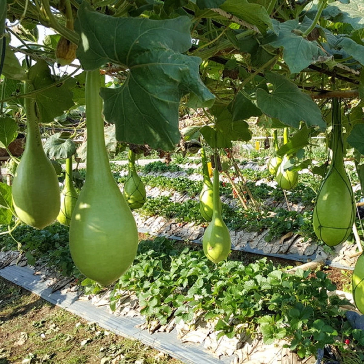 Indická okurka Lagenárie Dipper - Cucurbita Lagenaria - semena - 6 ks