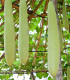 Indická okurka Lagenárie dlouhá - Lagenaria siceraria longissima - semena okurky - 7 ks