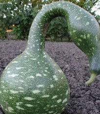 Lagenárie Speckled Swan - Lagenaria siceraria - semena lagenárie - 6 ks