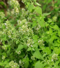 Šanta kočičí citrónová - Nepeta cataria var. citriodora - semena šanty - 15 ks