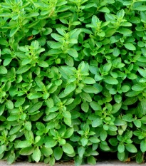 Oregano Zaatar - Origanum syriaca - semena oregana - 25 ks