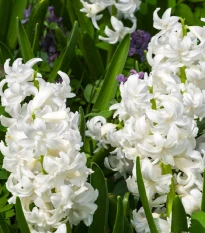 Hyacint plnokvětý Madame Sophie - Hyacinthus - cibule hyacintu - 1 ks
