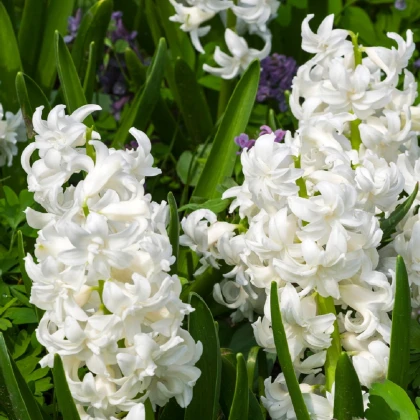 Hyacint plnokvětý Madame Sophie - Hyacinthus - cibule hyacintu - 1 ks