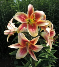 Lilie Debby - Lilium - cibule lilie - 1 ks