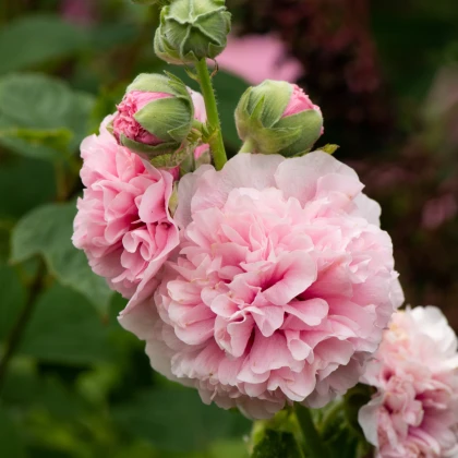 Topolovka růžová Chaters - Alcea rosea - semena topolovky - 7 ks