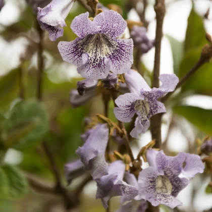 Paulovnie catalpifolia - Paulownia catalpifolia - semena paulovnie - 15 ks