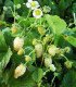 Jahodník měsíční Yellow Wonder - Fragaria vesca - semena jahodníku - 0,1 g